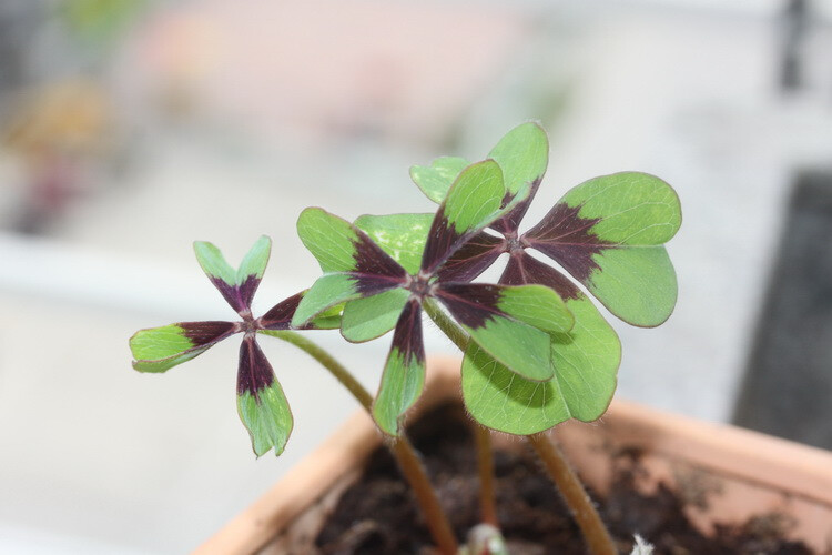 小花农家。铁十字幸运草，天生四叶的，种的是种球，发芽慢，不过发芽后长好快~