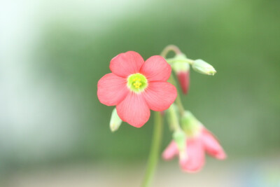 小花农家。铁十字幸运草开花~