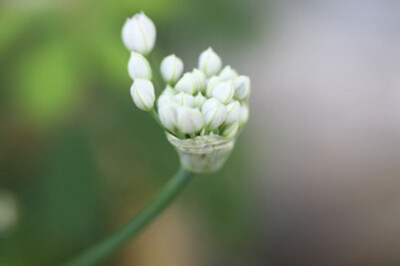 小花农家。小清新，是韭菜花，阳台园艺系列产品的，第一次发现韭菜花也很漂亮~