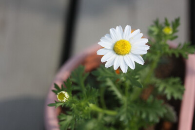 小花农家。白晶菊开花啦