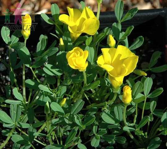 3.oxalis namaquana 纳马夸纳酢浆草 花期超长