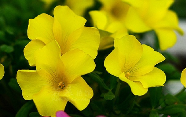 3.oxalis namaquana 纳马夸纳酢浆草 花期超长（若慕）