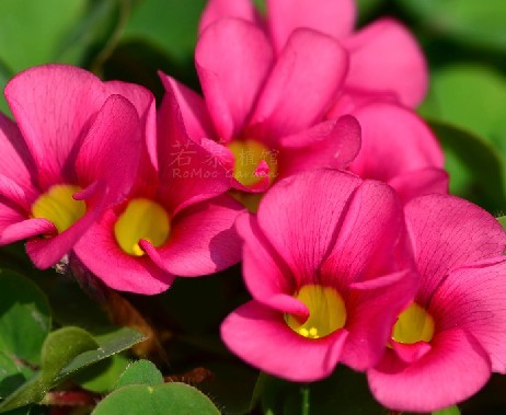 4.Oxalis 粉芙蓉（若慕）