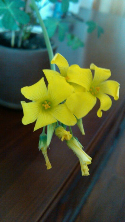 6.Oxalis pes-caprae cernua 黄麻子