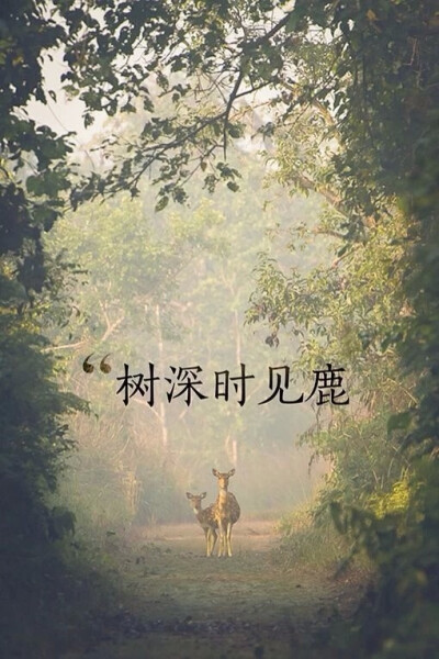 Iphone壁纸。简洁。风景。鹿。