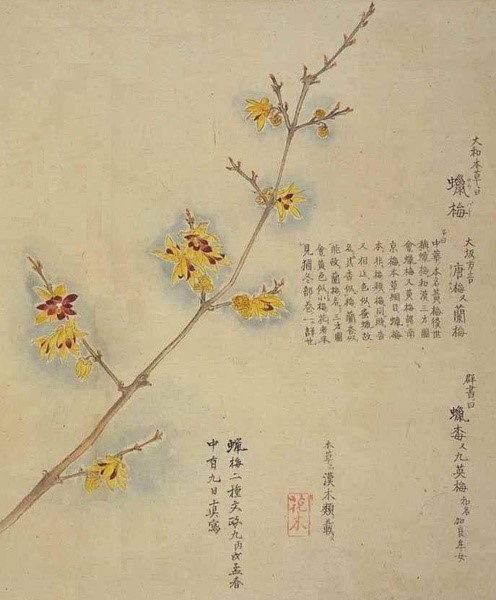 十二月：蜡梅坼。茗花发。水仙负冰。梅香绽。山茶灼。雪花六出。——《花月令》明.程羽文