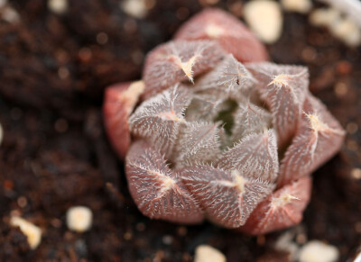 多肉植物 掌上花园--毛蟹 你好色彩.....