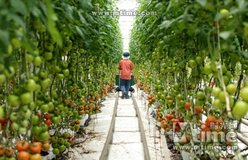 墨西哥片 一样的月光