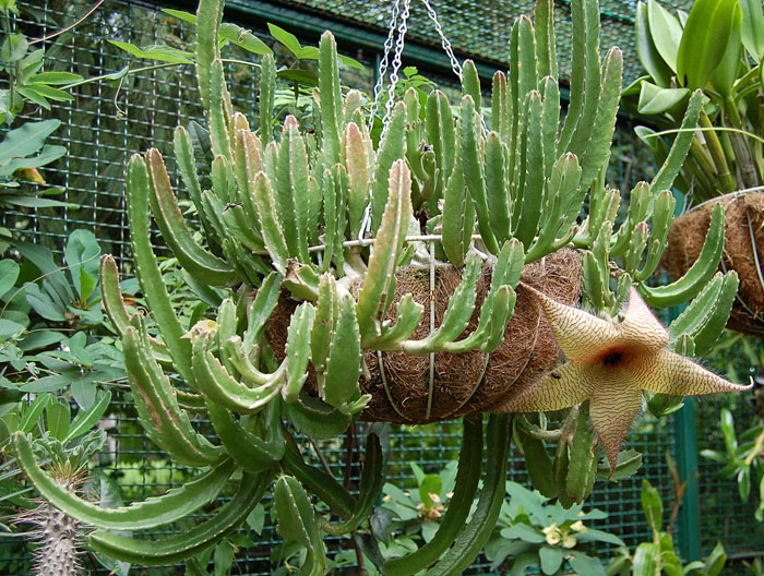 萝藦科 多肉植物