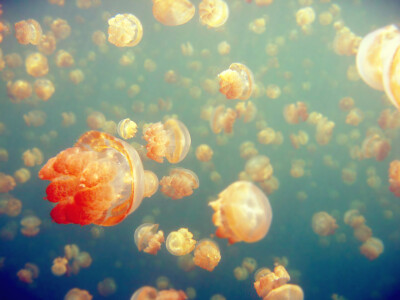潜水天堂帕劳，Jellyfish Lake。水质清澈见底。