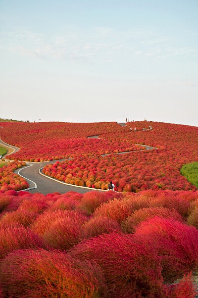 地肤山，常陆那珂市，日本 Kochia Hill