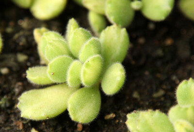 多肉植物 掌上花园--熊童子黄锦 萌熊..