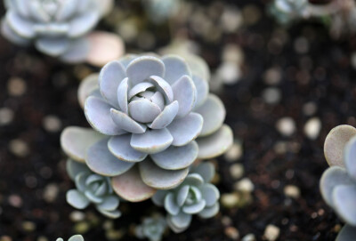 多肉植物 掌上花园--子持莲花 你太美....