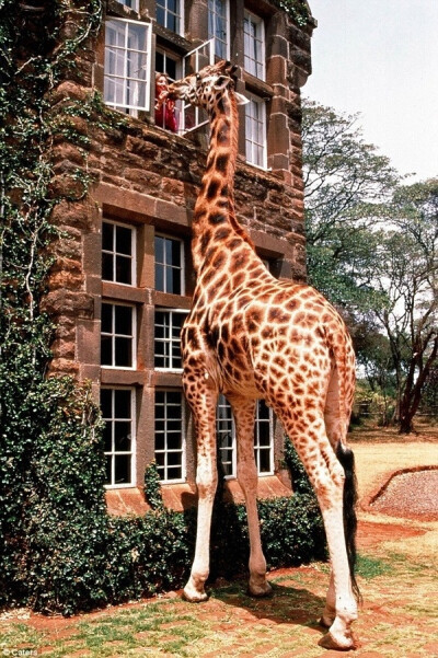 肯尼亚 长颈鹿酒店