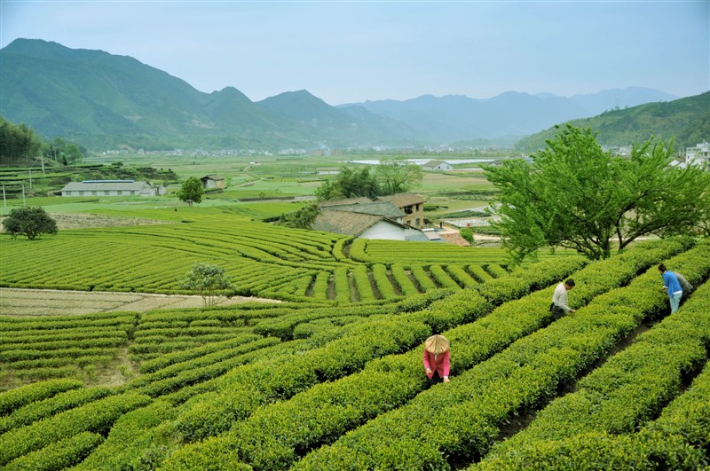 梯田，茶叶，美