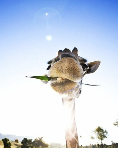 拍大头照的长颈鹿