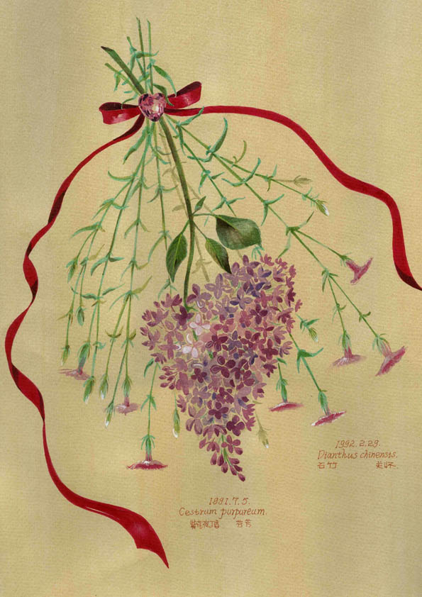 #私享定制•手绘插画#【情侣花生日花】2月29日&amp;7月5日（石竹Dianthus chinensis花语：关怀；紫丁香Cestrum purpureum花语：芬芳）关怀就是守护生命中一切美好和芬芳，在她的生日送上花语祝福~