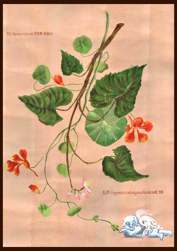 Jade Cheung#私享定制•手绘插画#【情侣花生日花】8月23日&amp;9月6日（彩叶秋海棠 Begonia cathayana 花语：恩爱；旱金莲 Nasturtium 花语：爱国心） ）