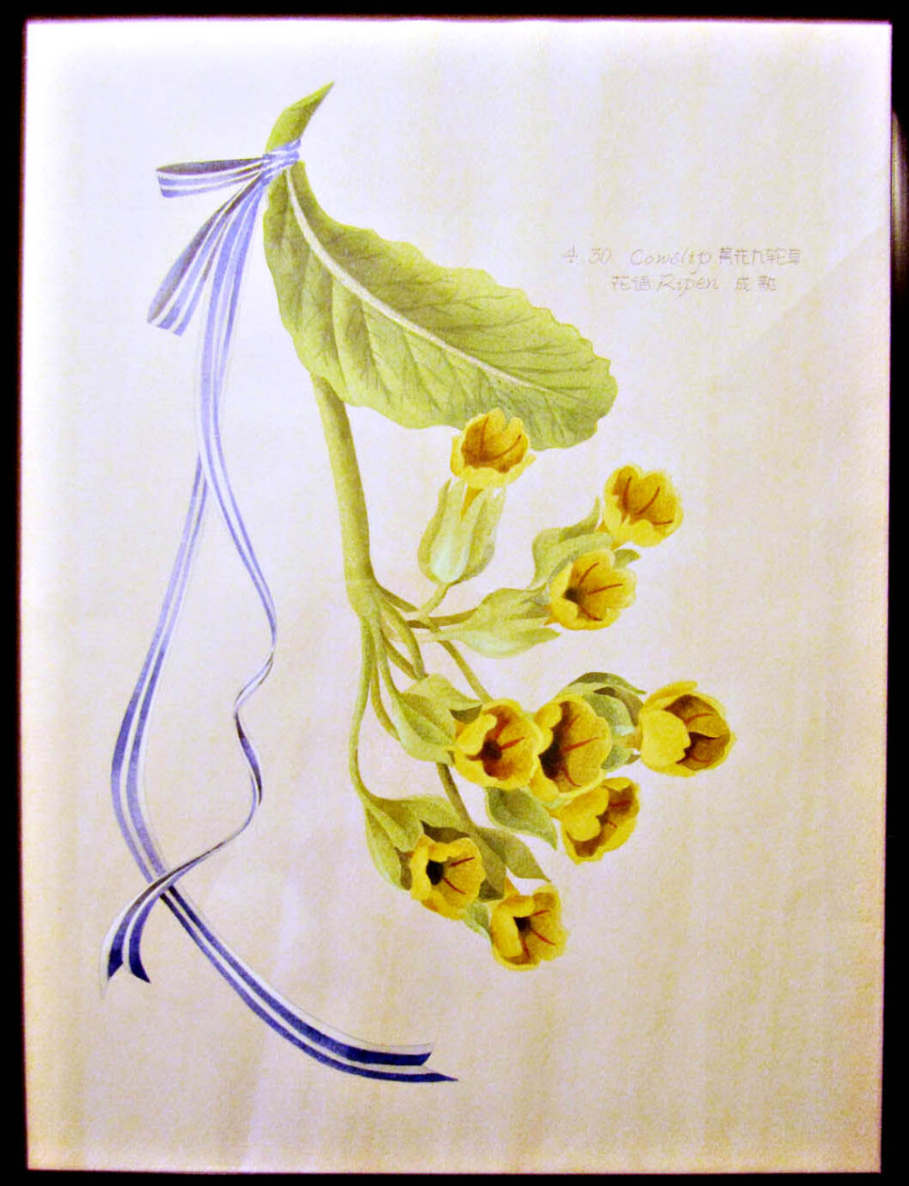 Jade Cheung#私享定制•手绘插画#【生日花】4月30日 黄花九轮草 Cowslip 花语：成熟 Ripen