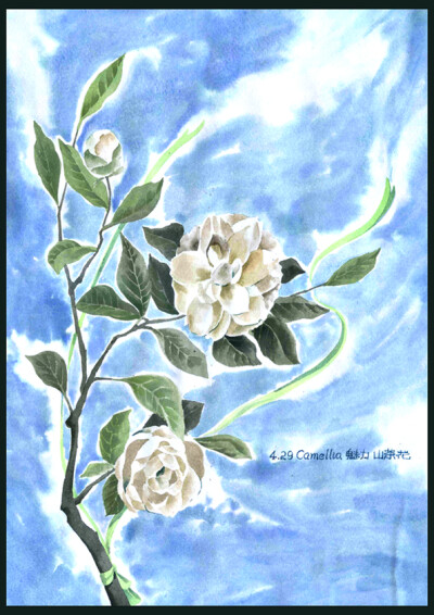 Jade Cheung#私享定制•手绘插画#【生日花】4月29日 山茶花（Camellia）花语：魅力