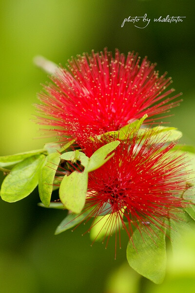 合欢花，英文名称：Flos Albiziae(拉);albizia flower，别称： 夜合欢、夜合树、绒花树、鸟绒树、苦情花。时人赞日：叶似含羞草，花如锦绣团。见之烦恼无，闻之沁心脾。又赞日：夜合枝头别有春，坐含风露入清晨，任…