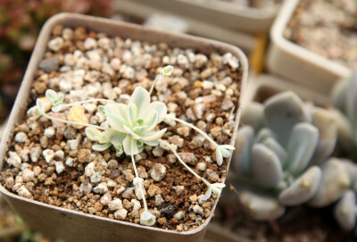 多肉植物 掌上花园--子持莲花锦