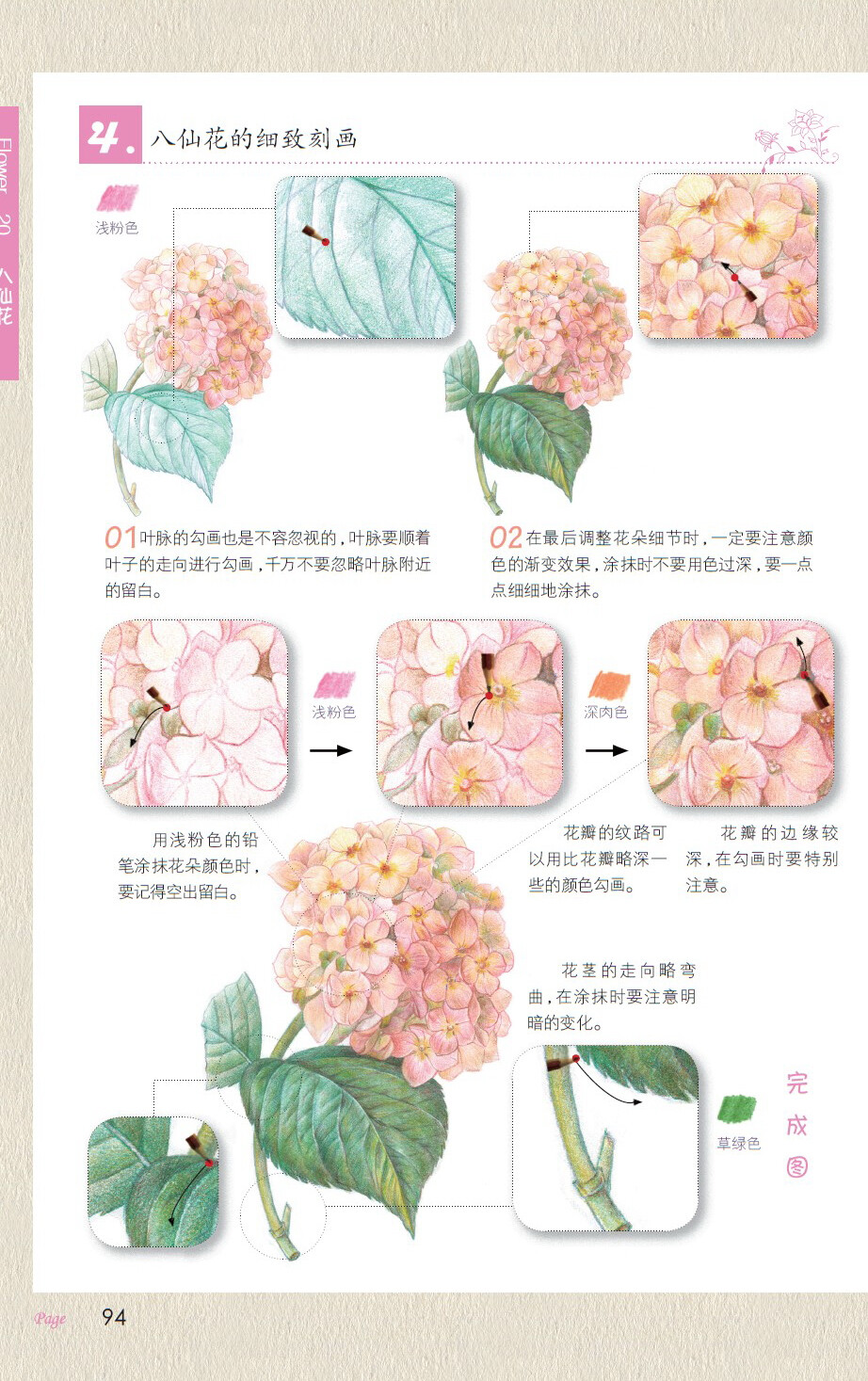 画八仙花4