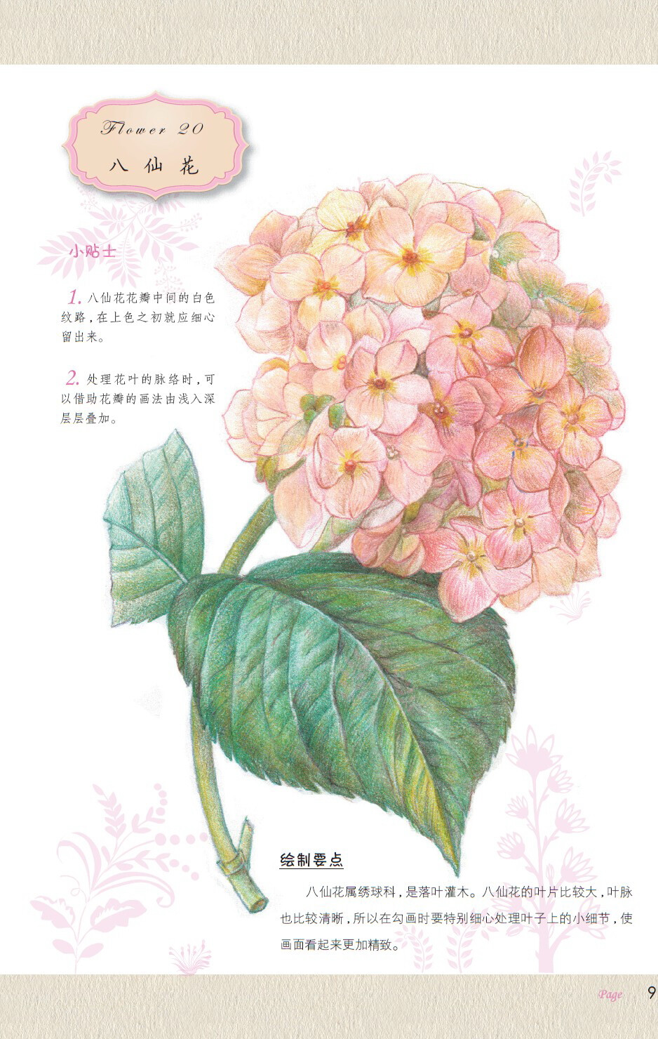 画八仙花1