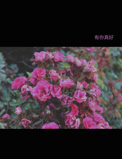 有你真好~MT No.1