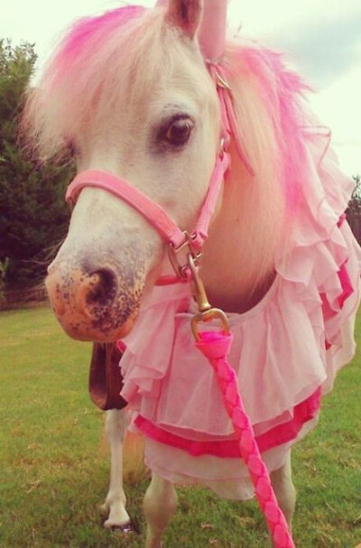 pink horse