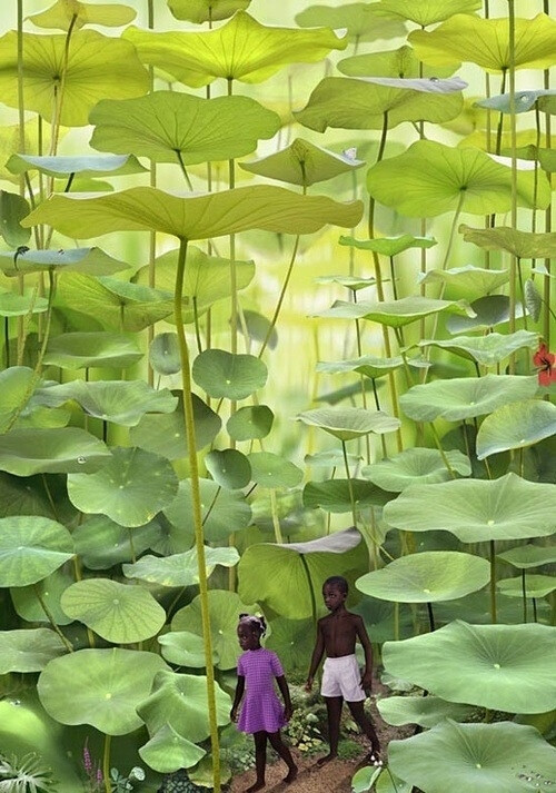 牙买加，蕨类植物的森林，行走在童话仙境一般~