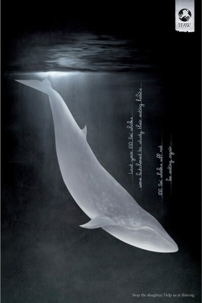 这条孤单的鲸鱼是在呼唤我们保护环境吗.
