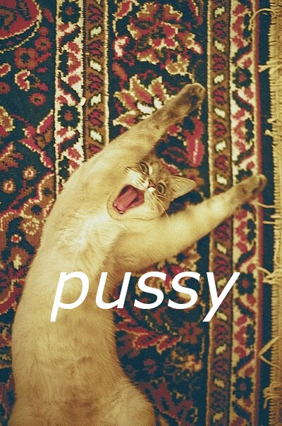 pussy