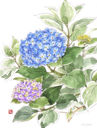 （绣球花） 花语1：希望（Hope） 花语2：忠贞，永恒 花语3：美满、团聚