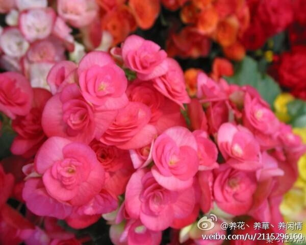 丽格海棠，（Rieger begonias）是以德国人Otto Rieger先生的名字命名的一个秋海棠杂交种群（elatior and rieger begonia hybrids），是用冬季开花的索科秋海棠（B．socotrana）与许多种球根类秋海棠杂交得出的一群冬季开花的杂交品种。