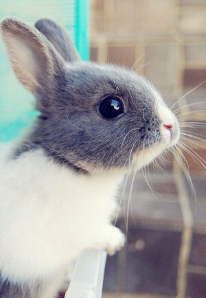 小灰兔 iphone4 壁纸