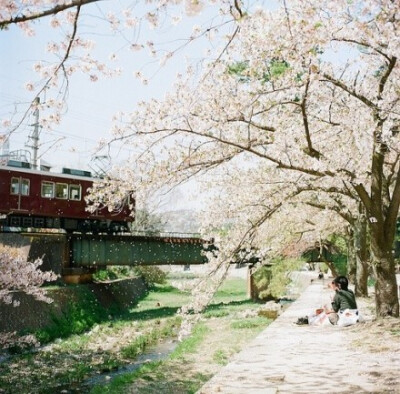 京都花开