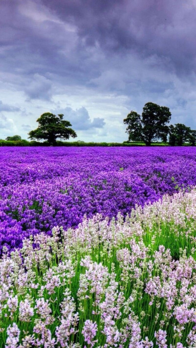 紫色壁纸 堆糖 美图壁纸兴趣社区