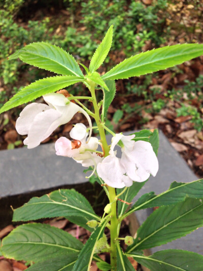 凤仙花20130921