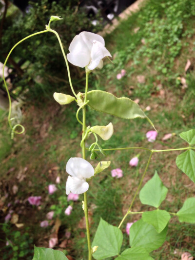 豆荚花，20130921