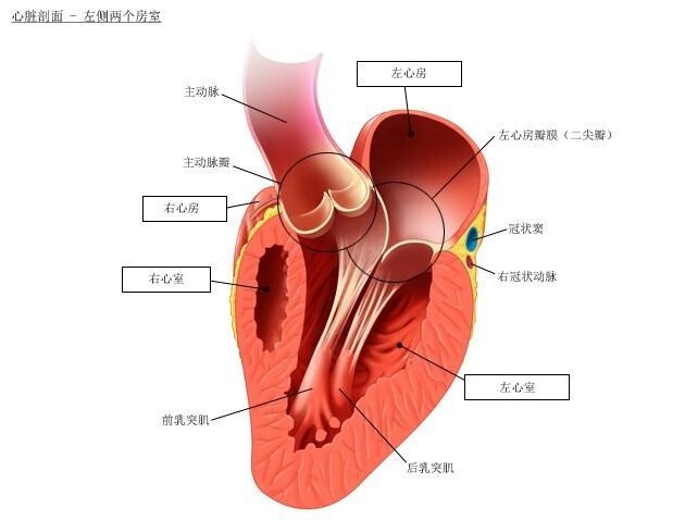 心脏解剖图