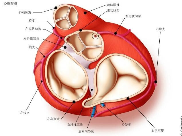 心脏解剖图