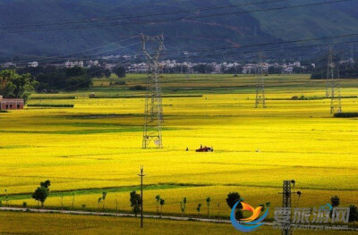 自20世纪初，西方油画传入中国，风景油画便成为云南油画发展历史长河中的主要脉络。40年代初期，云南风景油画在留法归来的廖新学影响下，发展又向前迈进一步。看看云南的稻田多象一幅美丽的风景油画啊。转自要旅游ww…