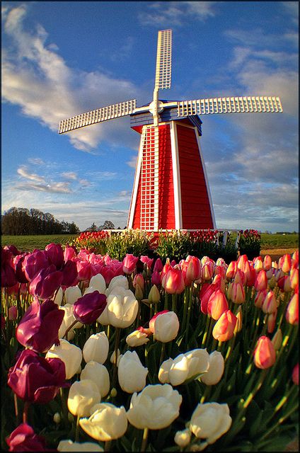 荷兰风车美图图片