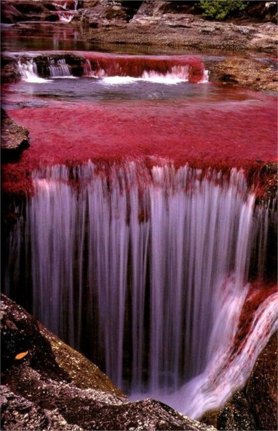  “五色河”、“彩虹河”——卡诺Cristales 被认为是世界上最美丽的河流，位于哥伦比亚。