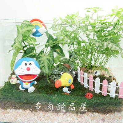 苔藓 青苔 多肉 创意 慢生活 植物 绿色