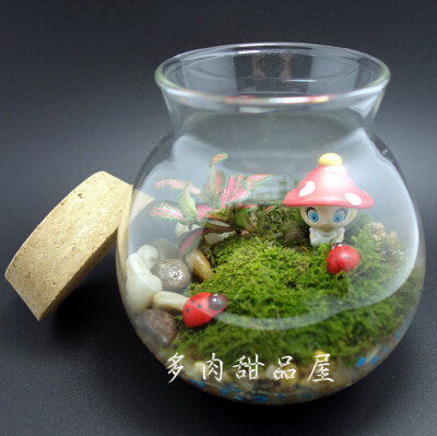 苔藓 青苔 多肉 创意 慢生活 植物 绿色