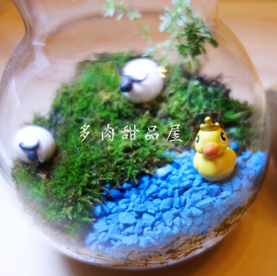 苔藓 生态瓶 微景观