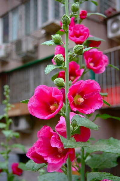 蜀葵。6月里随处可见的艳丽植物，能开出黑色花朵。她们的隐喻是：梦境。