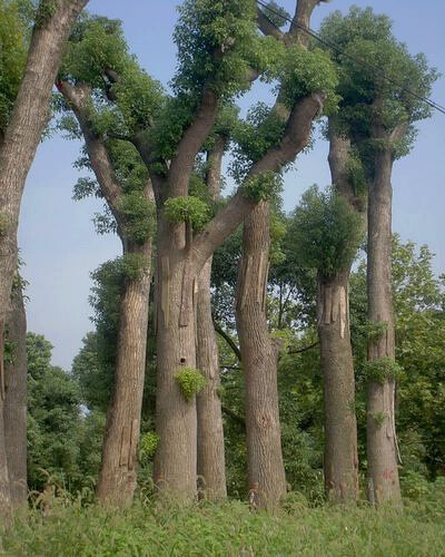 香樟。很奇怪的树，总是绿色的，连花都绿，在春天落叶，一边落旧叶一边长新叶，是生命的轮回。